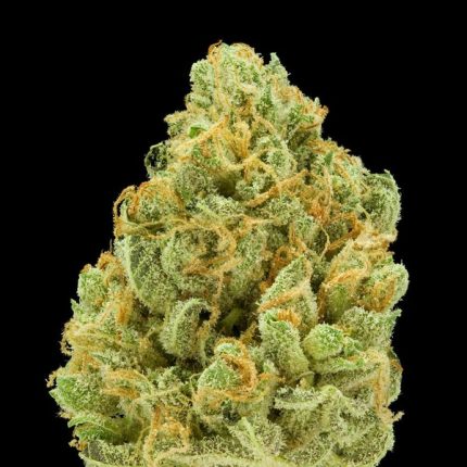 BRUCE BANNER STRAIN FOR SALE