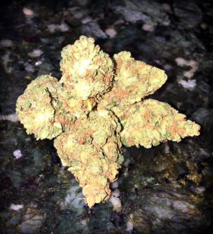 Buy Animal Cookies Marijuana Online