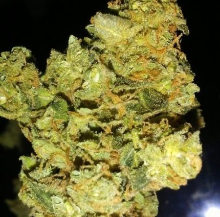 Buy Blueberry Muffin Cannabis Online