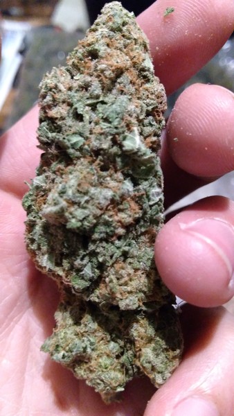 Buy Gorilla Biscuit Marijuana Online