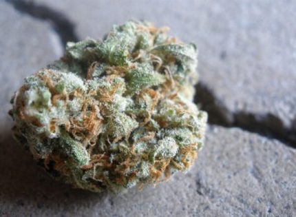 Buy Green Crack Marijuana Strain