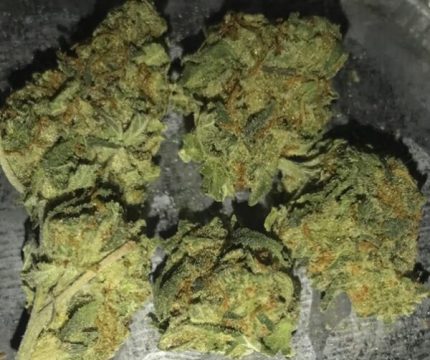 Buy Mazar X Blueberry OG Marijuana