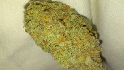 Buy Shark Bite Marijuana Online