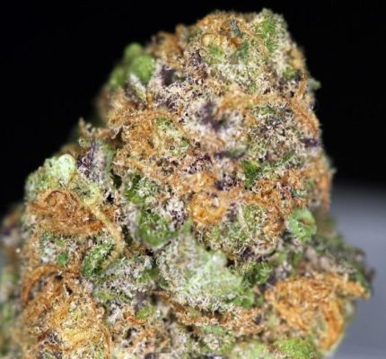 Buy Skittlz Marijuana Strain