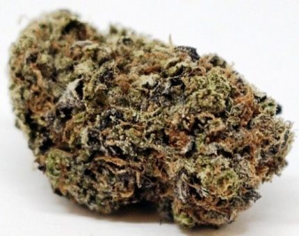 Buy Versace Marijuana Online