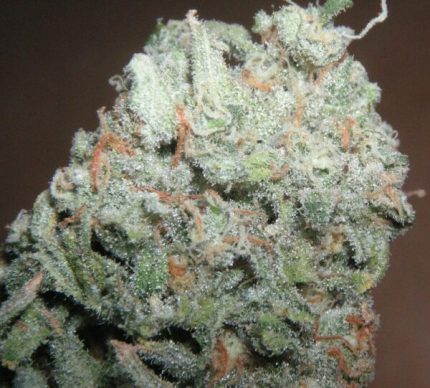 Buy Trainwreck Marijuana Online