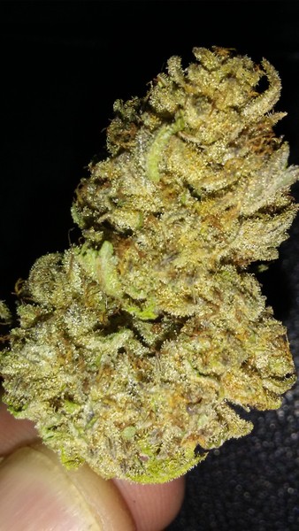Buy White Buffalo Cannabis Strain Online In Australia