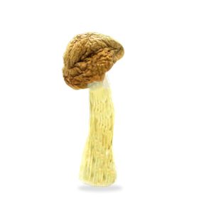 Penis Envy Mushrooms
